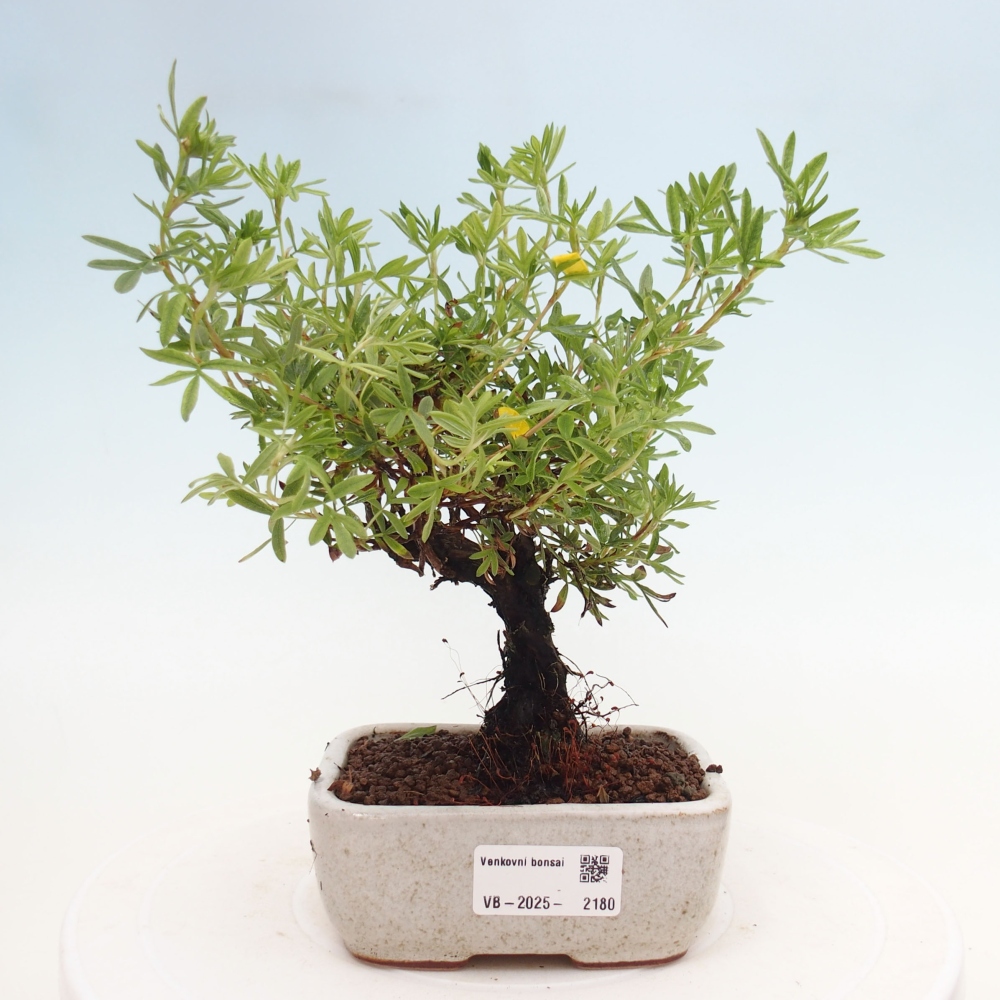 Outdoor bonsai-Cinquefoil - Potentila fruticosa yellow Bird