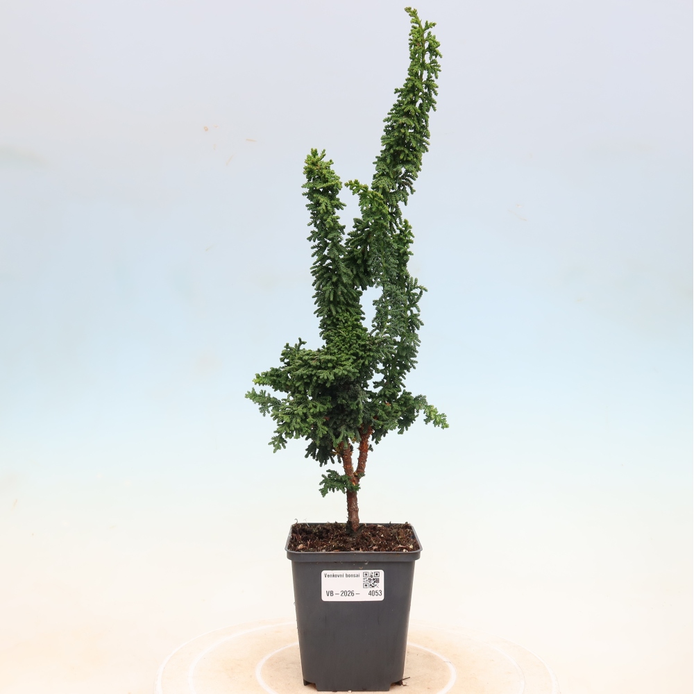 Outdoor bonsai - Cham. obtusa SEKKA HINOKI - Cypress