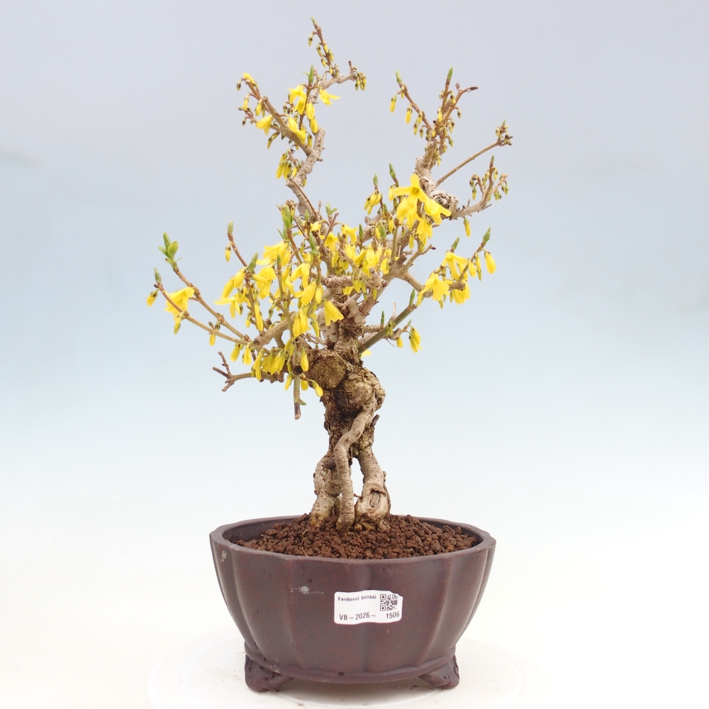 Outdoor bonsai - Zlatice - Forsythia koreana