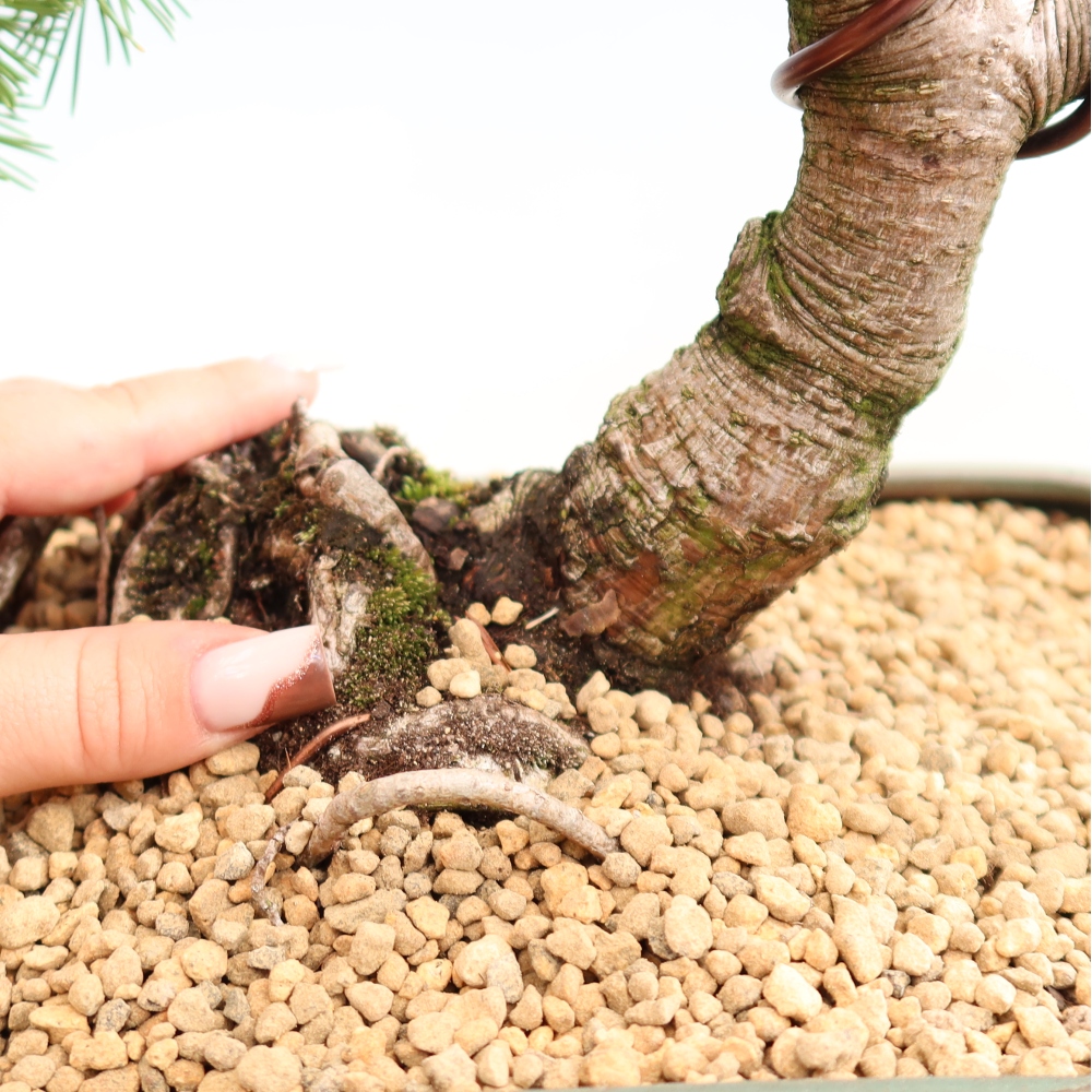 Outdoor Bonsai - Pinus mugo Humpy  - Mountain Pine
