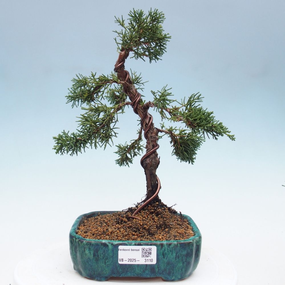 Outdoor bonsai - Juniperus chinensis Kishu - Chinese Juniper