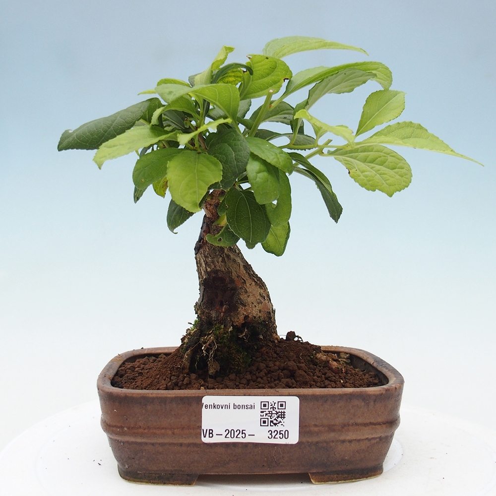 Outdoor bonsai - Celastrus Jesenec
