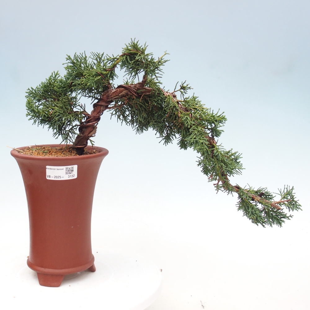 Outdoor bonsai - Juniperus chinensis Kishu - Chinese Juniper