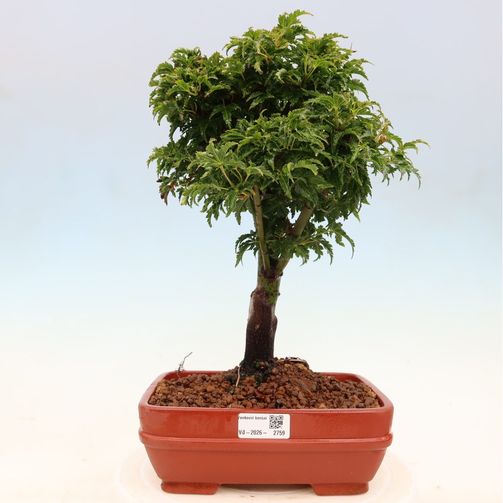 Outdoor bonsai -Javor palm Acer palmatum Shishigashira
