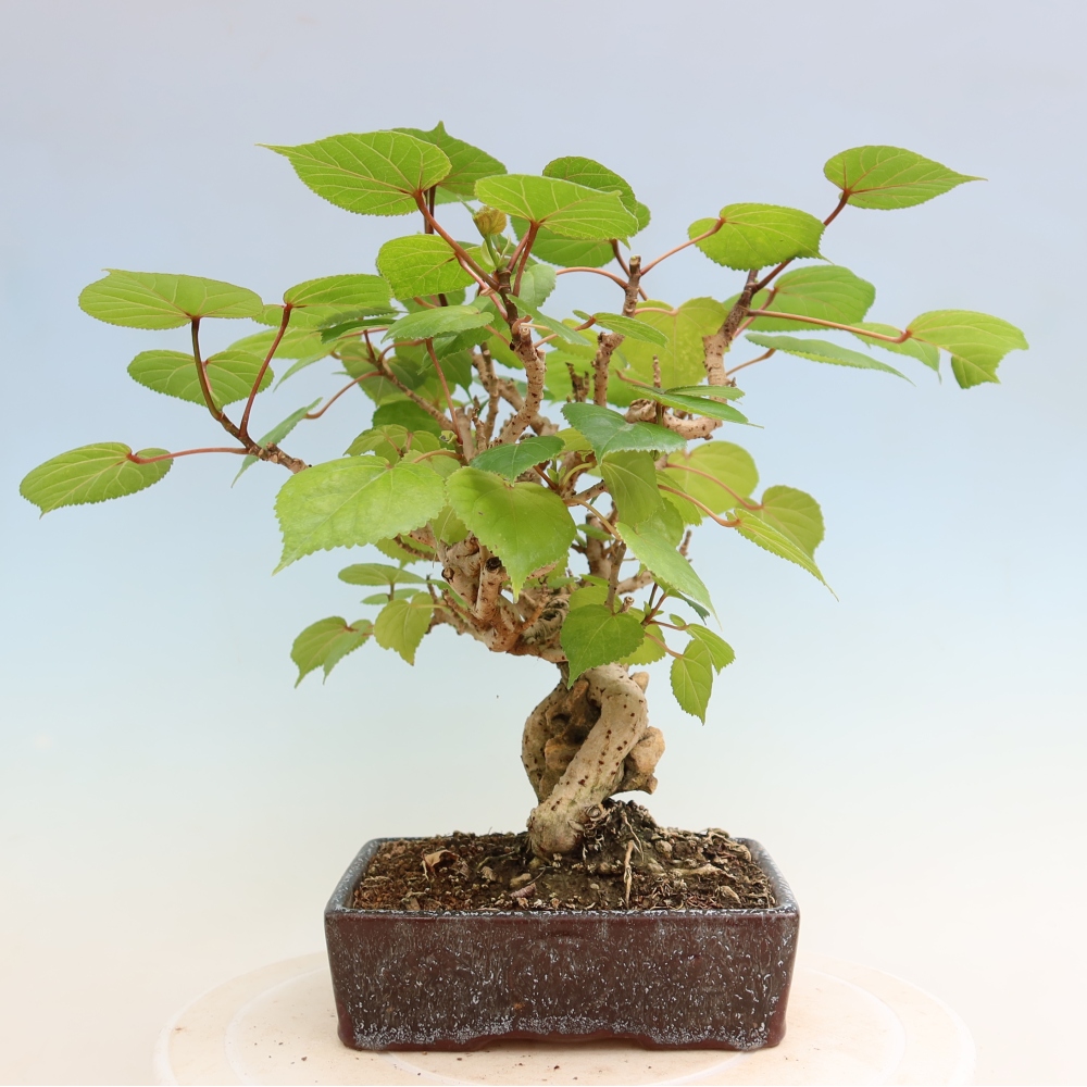 Indoor bonsai - Hibiscus tiliaceus - Sea Hibiscus
