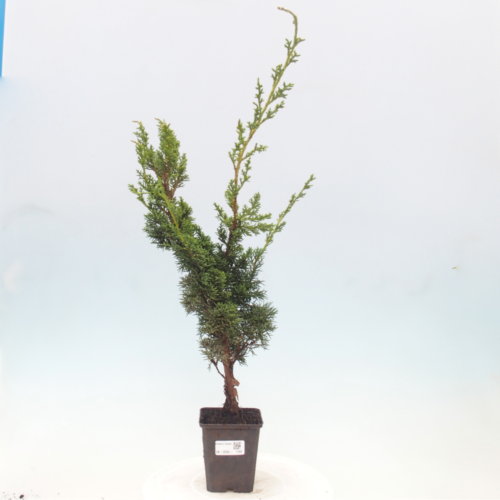 Outdoor bonsai - Juniperus chinensis Kishu