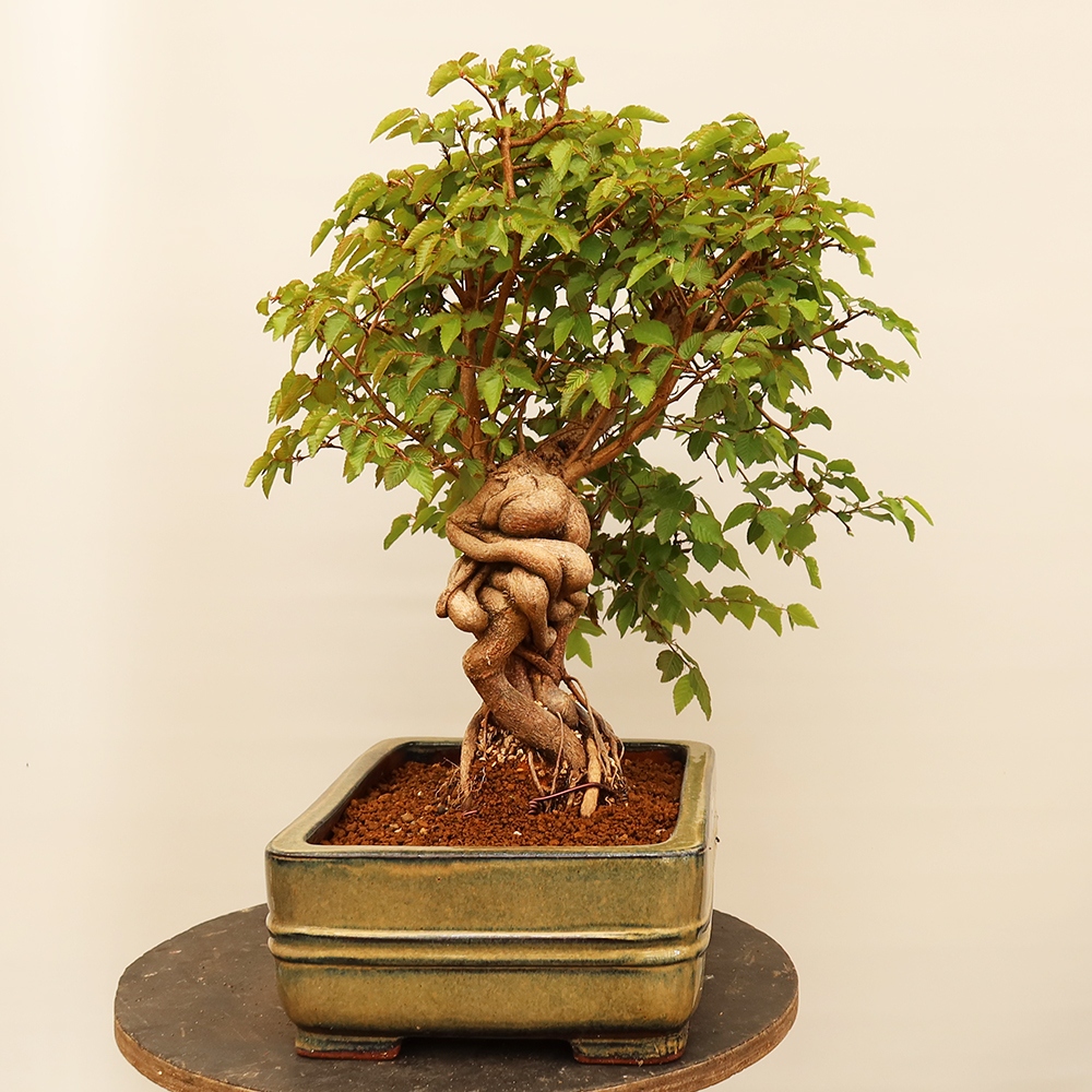 Outdoor bonsai - Carpinus Coreana - Korean hornbeam
