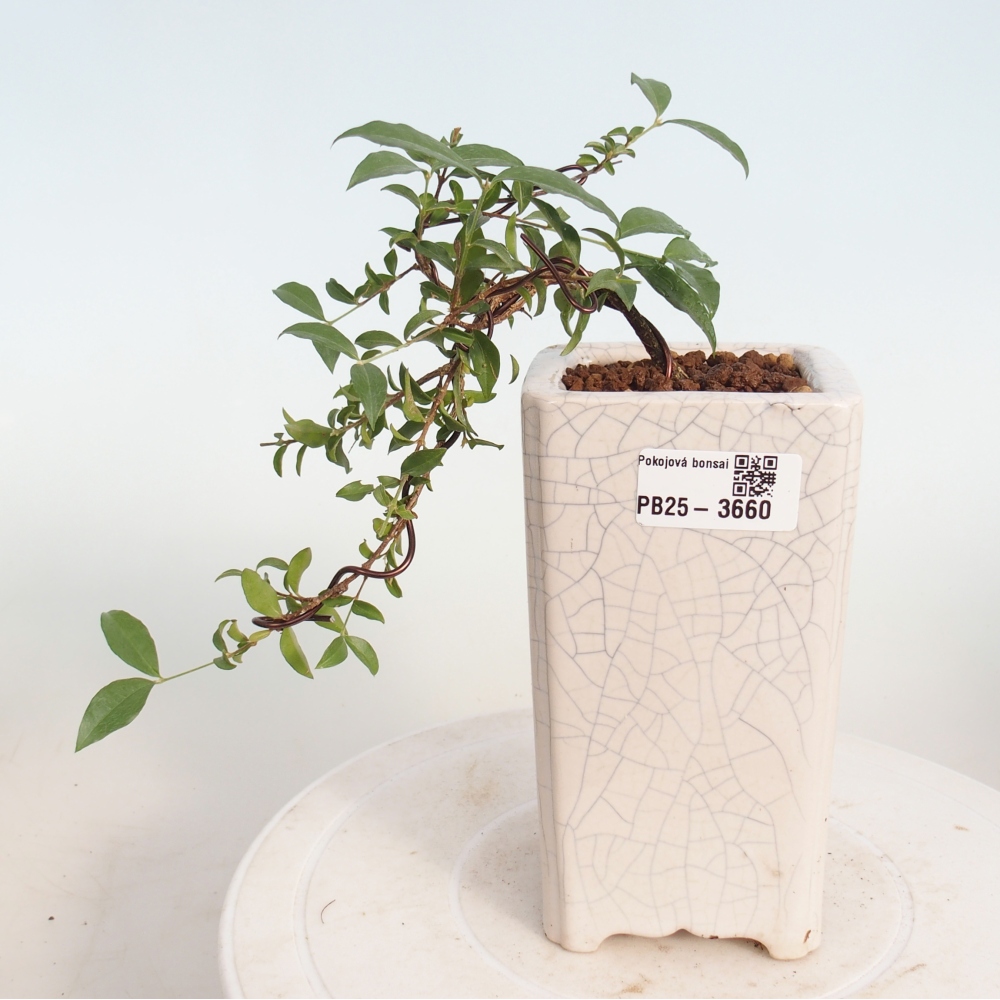 Room bonsai - Malpighia coccigera- Barbdor Cherry