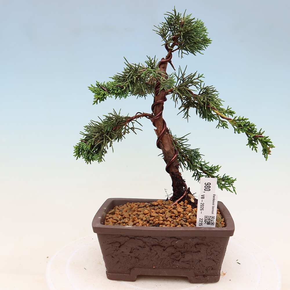 Outdoor bonsai - Juniperus chinensis Kishu