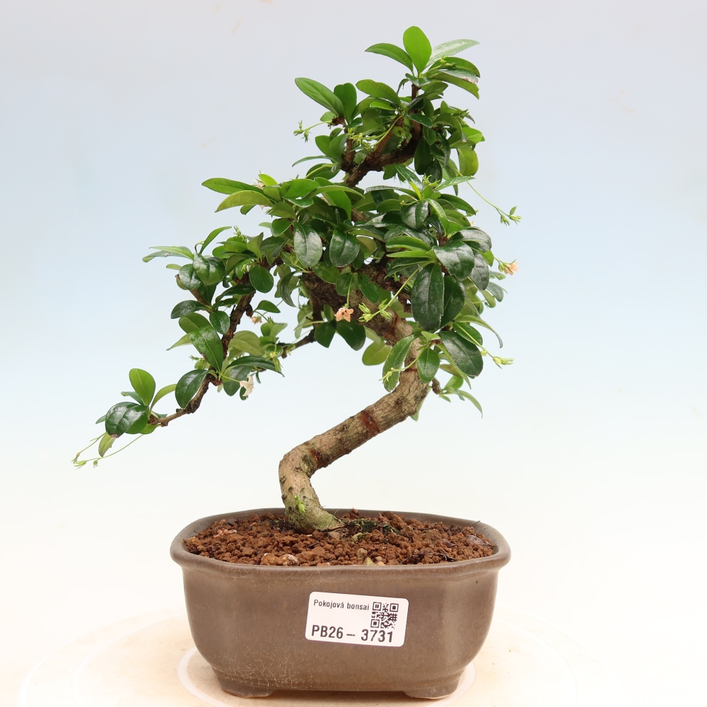 Room bonsai - Carmona macrophylla - Tea fuki