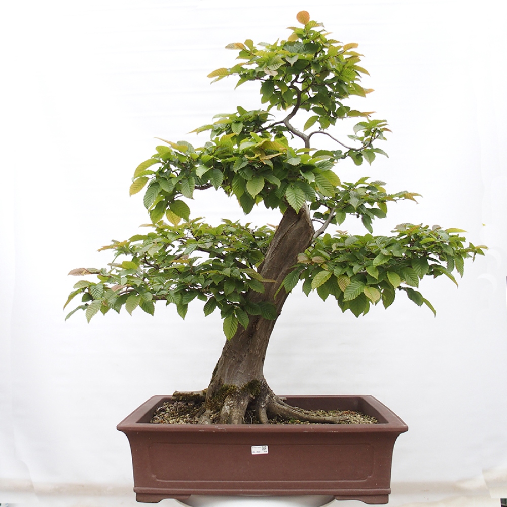Outdoor bonsai - Hornbeam - Carpinus betulus
