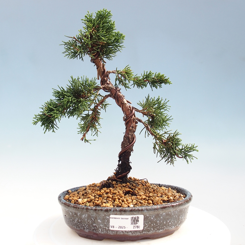 Outdoor bonsai - Juniperus chinensis Kishu - Chinese Juniper