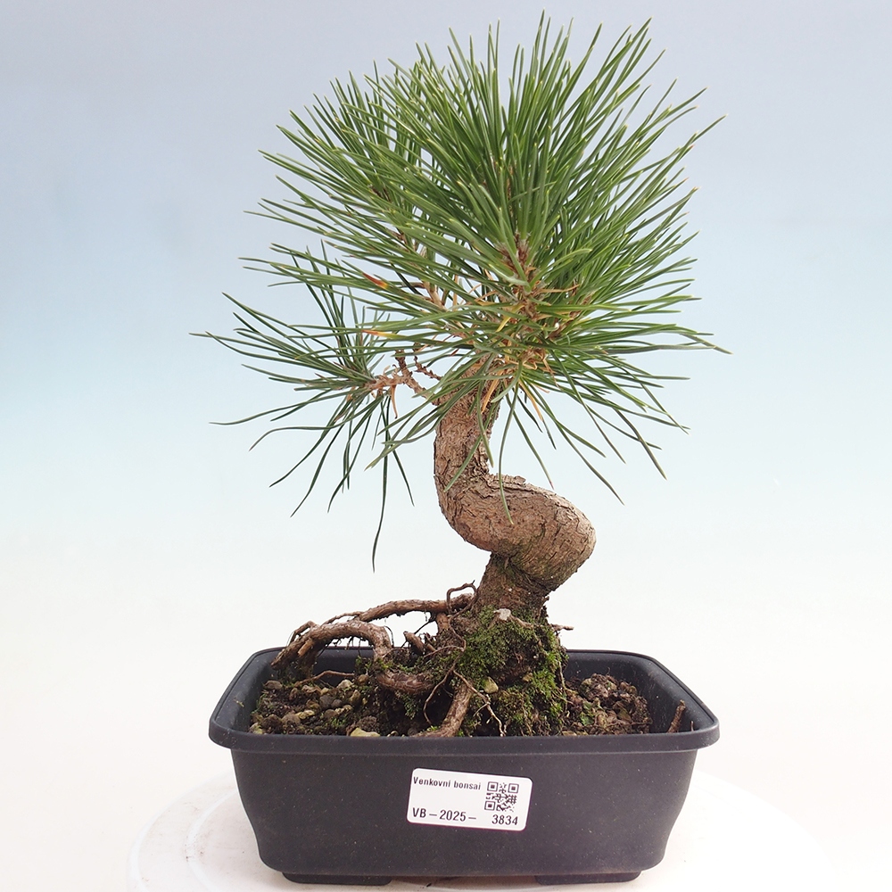 Outdoor bonsai - Pinus thunbergii - Thunberg pine