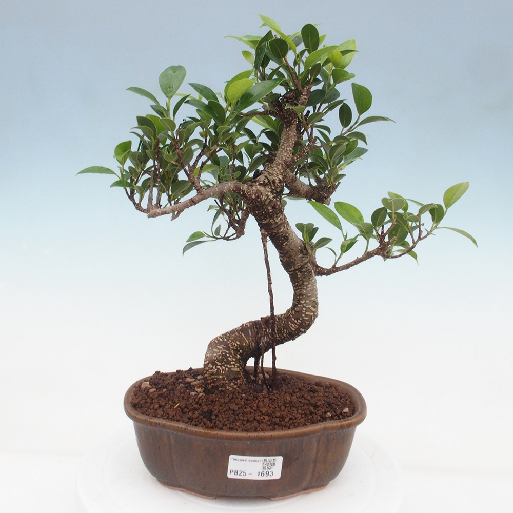 Indoor bonsai - Ficus retusa - small ficus