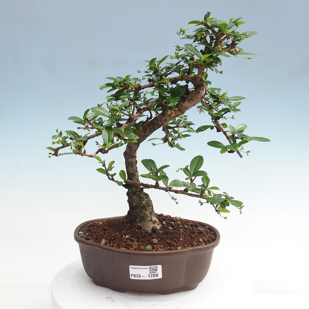 Room bonsai - Carmona macrophylla - Tea fuki