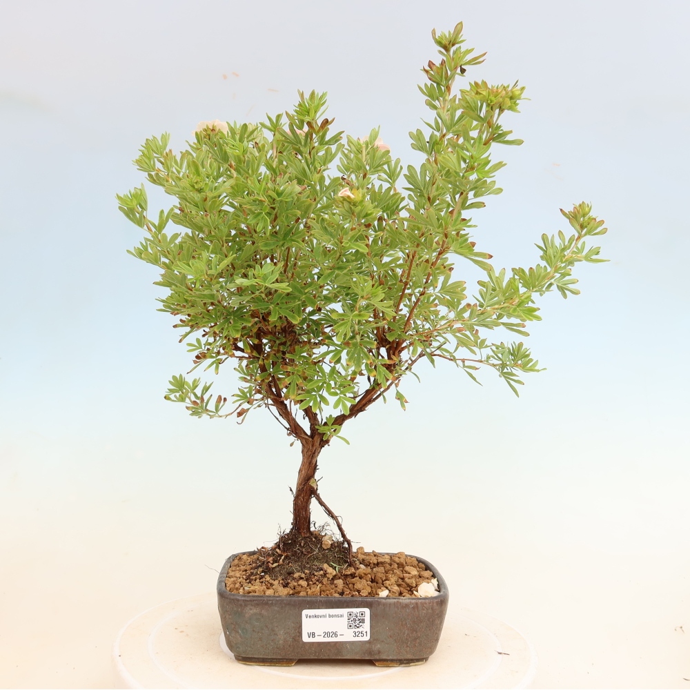 Outdoor Bonsai—Shrubby Cinquefoil - Potentilla fruticosa 'Bellissima'