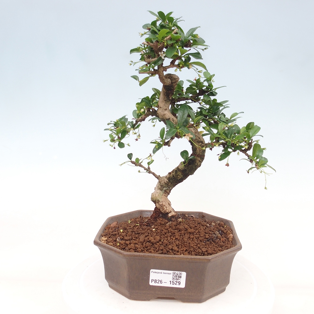 Room bonsai - Carmona macrophylla - Tea fuki