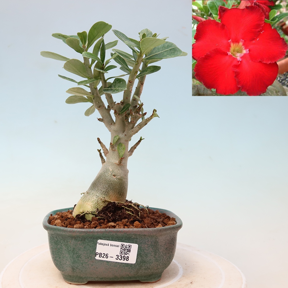Indoor Bonsai - Adenium obesum Red Star - Desert Rose