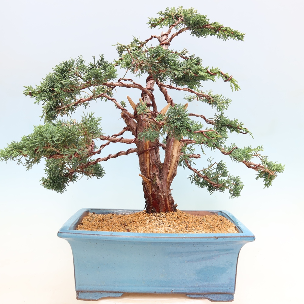 Outdoor bonsai - Juniperus chinensis Kishu