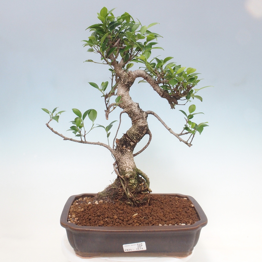 Indoor bonsai - Ficus kimmen - small-leaved ficus