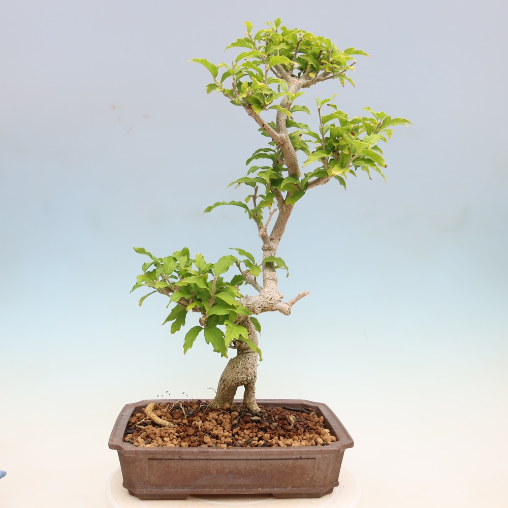 Outdoor Bonsai - Hibiscus syriacus - Syrian Hibiscus