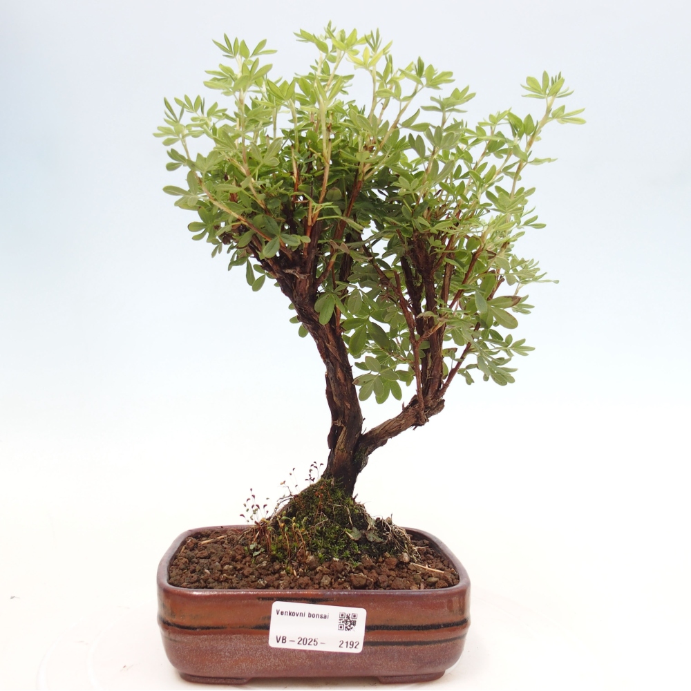 Outdoor bonsai-Cinquefoil - Potentila fruticosa yellow Bird