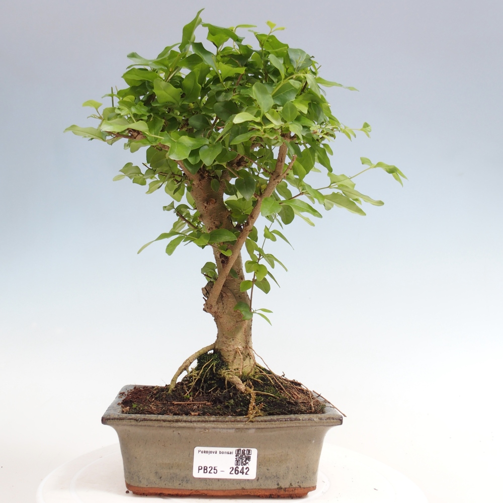 Indoor bonsai - Ligustrum chinensis - Bird's eye view