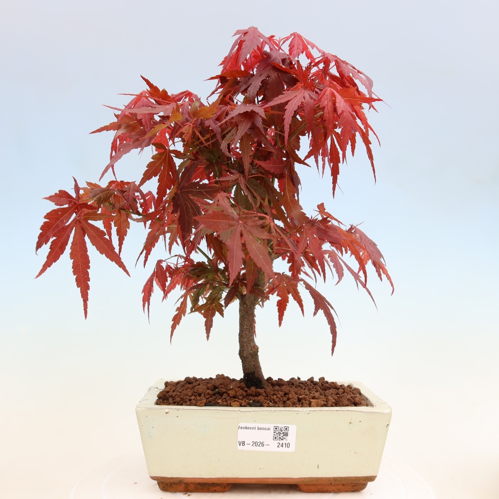 Outdoor bonsai - Acer palm. Atropurpureum-Javor palmate