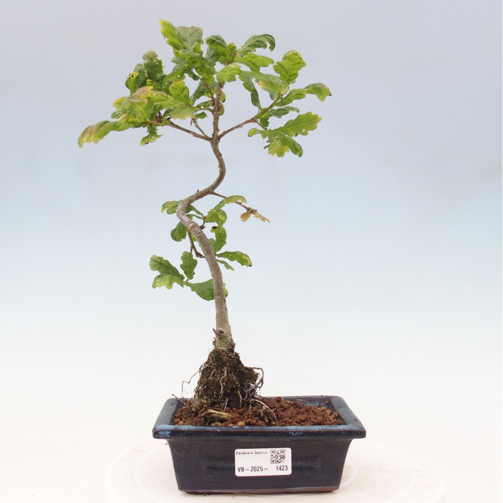 Outdoor bonsai - Quercus robur - oak
