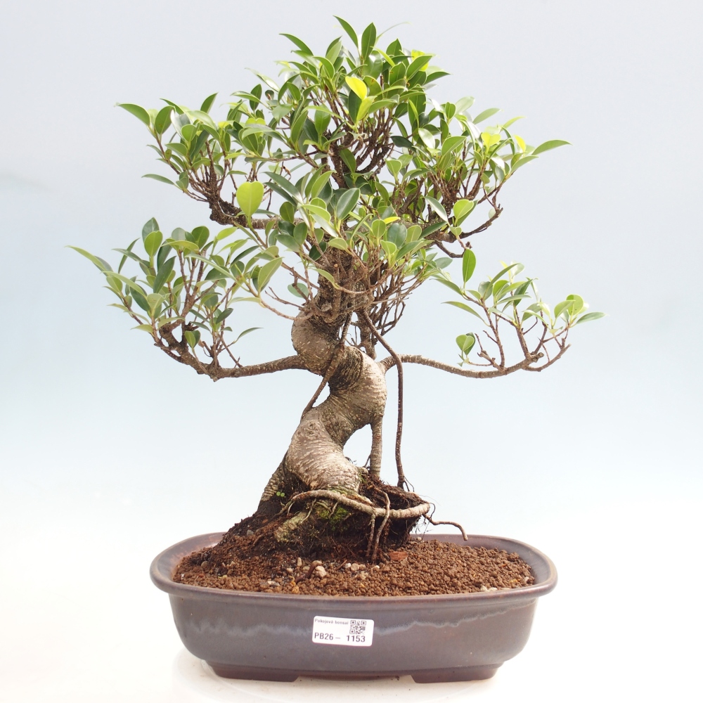 Room bonsai - Ficus kimmen - small-leaved ficus