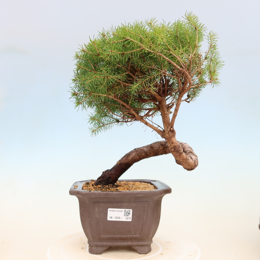 Outdoor bonsai - Spruce - Picea glauca globe