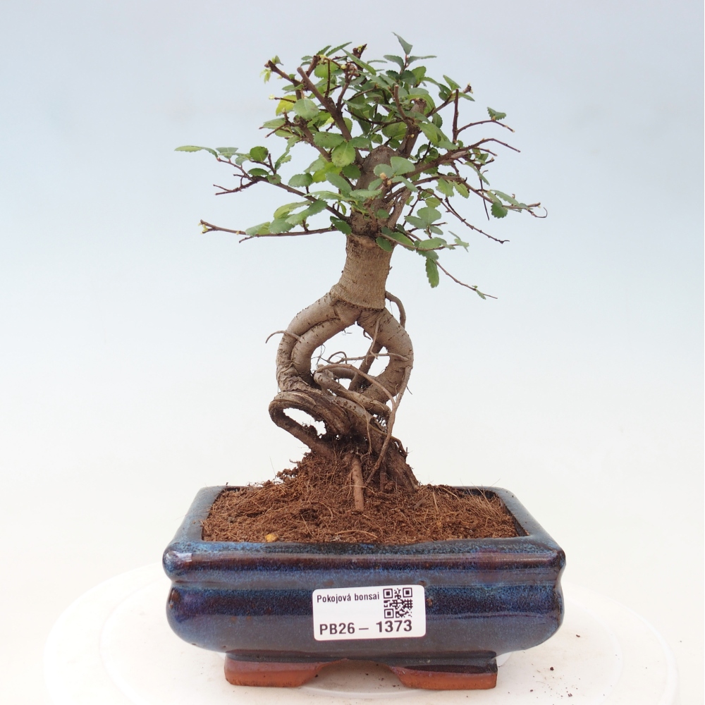 Room bonsai - Ulmus parvifolia - Small-leaved elm