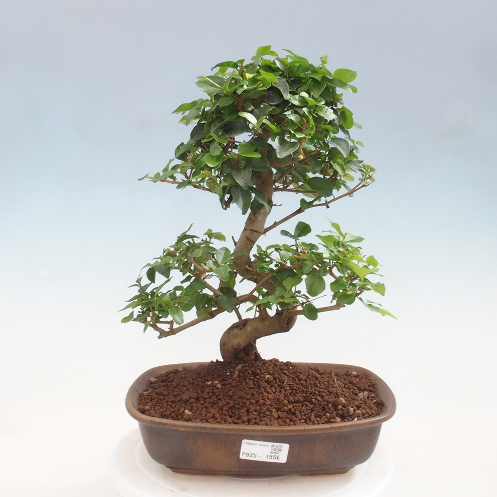 Room bonsai -Ligustrum chinensis - privet