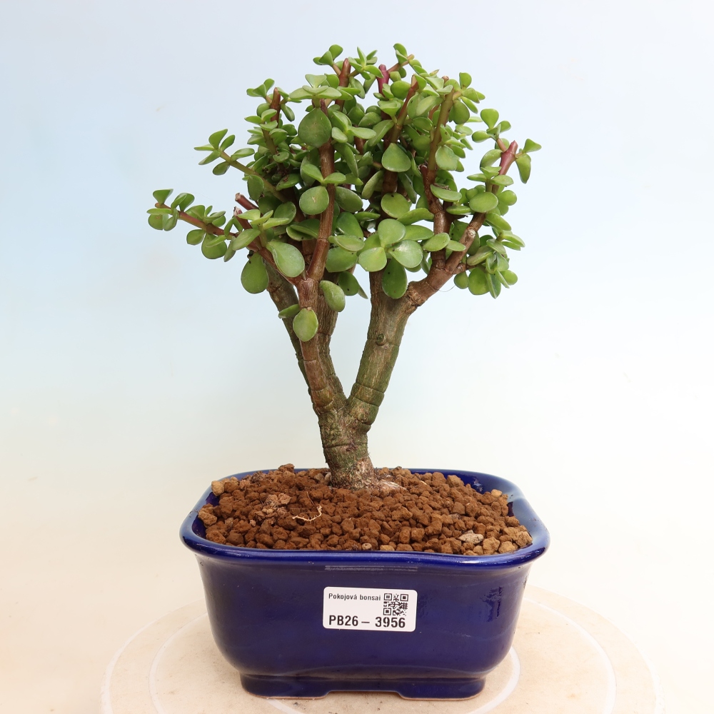 Room bonsai - Portulakaria Afra - Tlustice