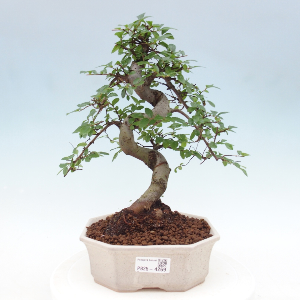 Room bonsai - Ulmus parvifolia - Small-leaved elm