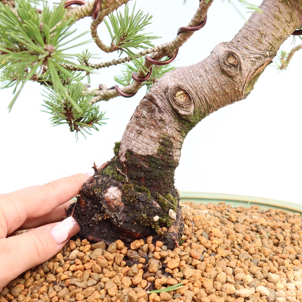 Outdoor Bonsai - Pinus mugo Humpy  - Mountain Pine