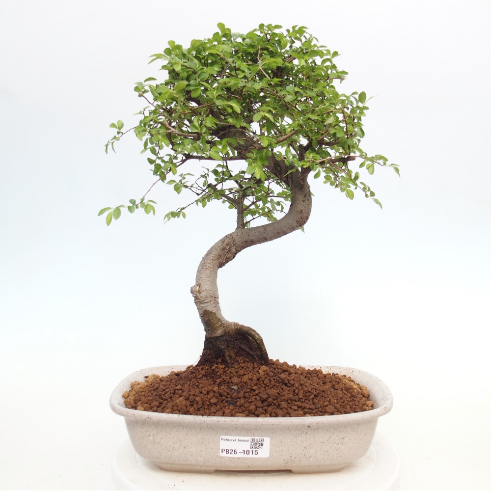 Room bonsai - Ulmus parvifolia - Small-leaved elm