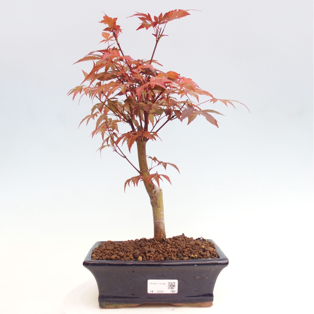 Outdoor bonsai - Acer palm. Atropurpureum-Palmleaf Maple