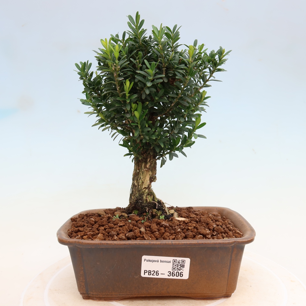 Room bonsai - Buxus harlandii - cork buxus