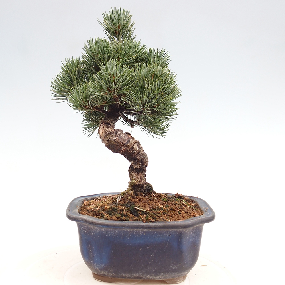 Outdoor bonsai - Pinus parviflora - Small pine tree