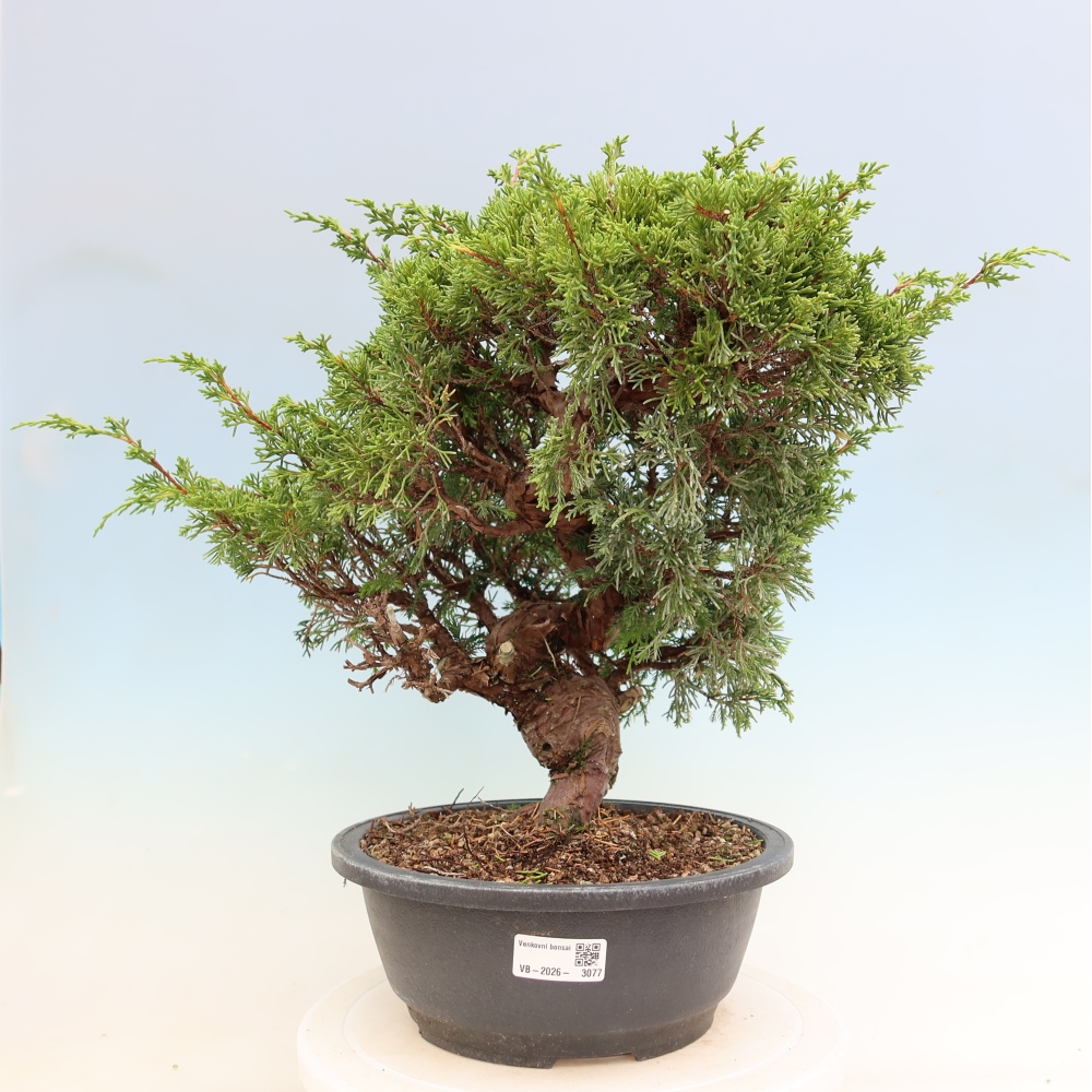 Outdoor Bonsai - Juniperus chinensis Itoigawa - Chinese Juniper