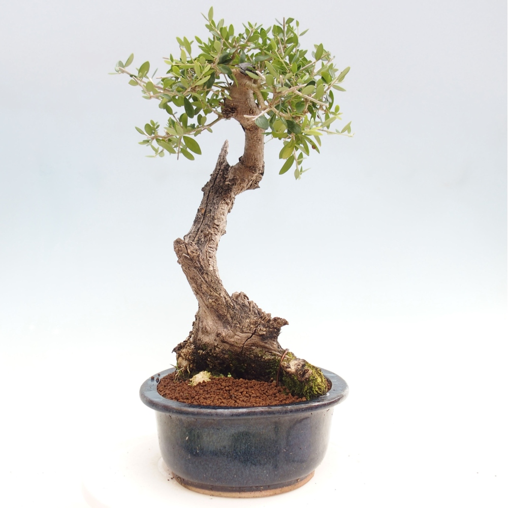 Indoor bonsai - Olea europaea sylvestris - European small-leaved olive oil