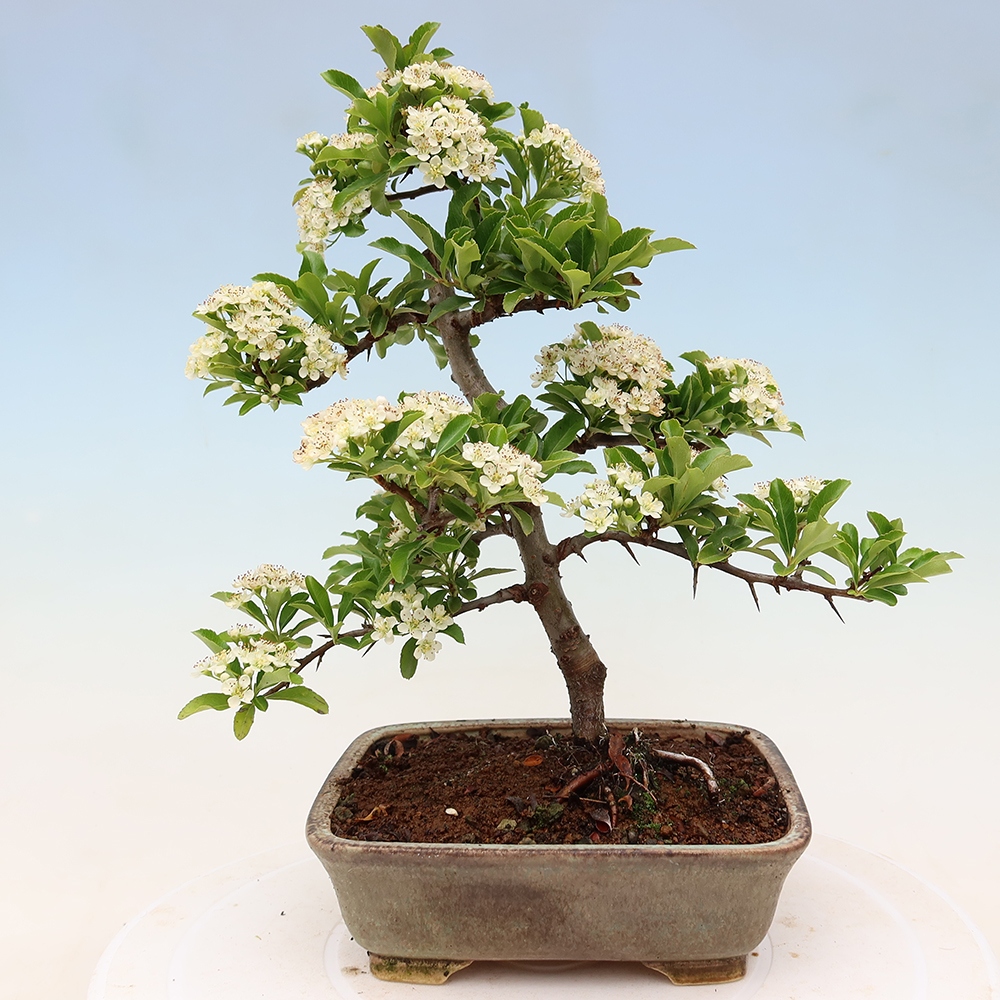 Outdoor Bonsai - Pyracantha teton - Scarlet Firethorn
