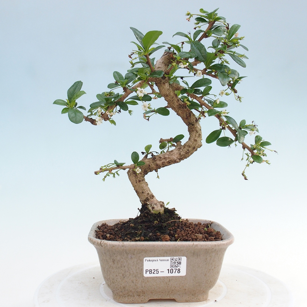 Indoor bonsai - Carmona macrophylla - Fuki tea