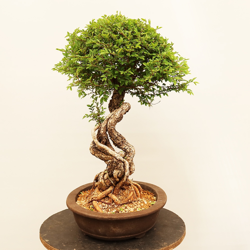 Outdoor bonsai - Zelkova - Zelkova NIRE