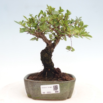 juniper bonsai tree soil Bonsai main image 1