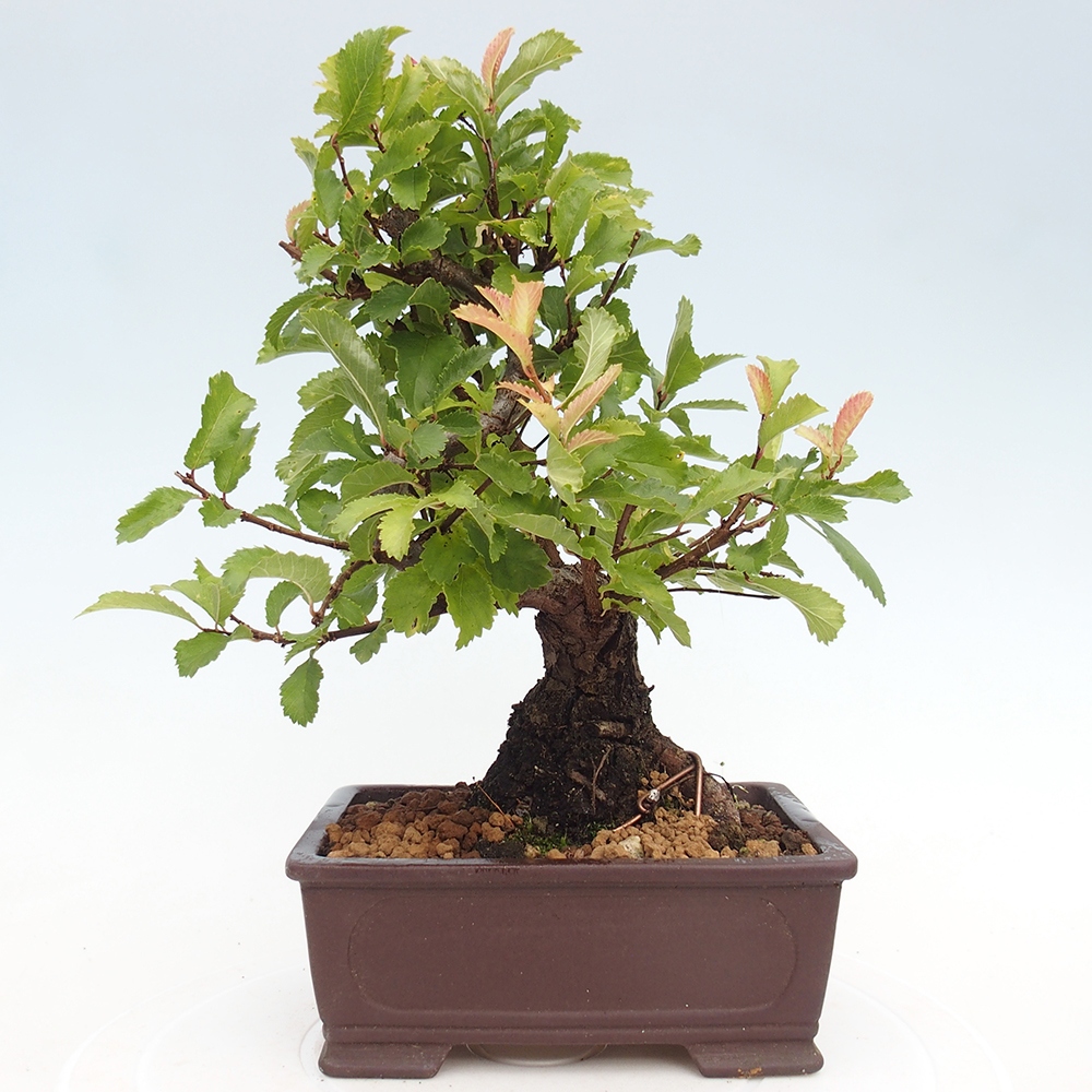 Outdoor bonsai - Zelkova - Zelkova NIRE