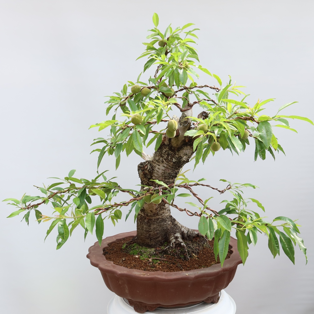 Outdoor Bonsai - Prunus dulcis – Common Almond