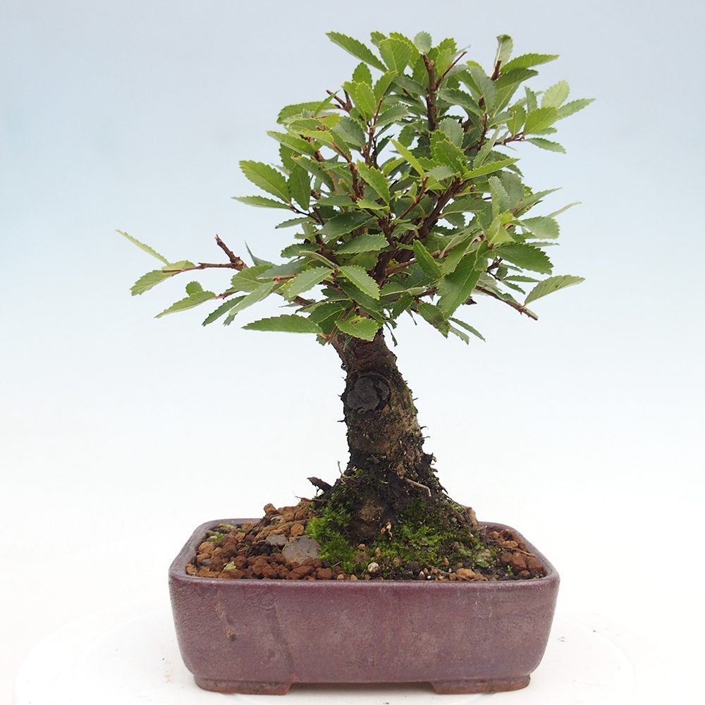 Outdoor bonsai - Zelkova - Zelkova NIRE