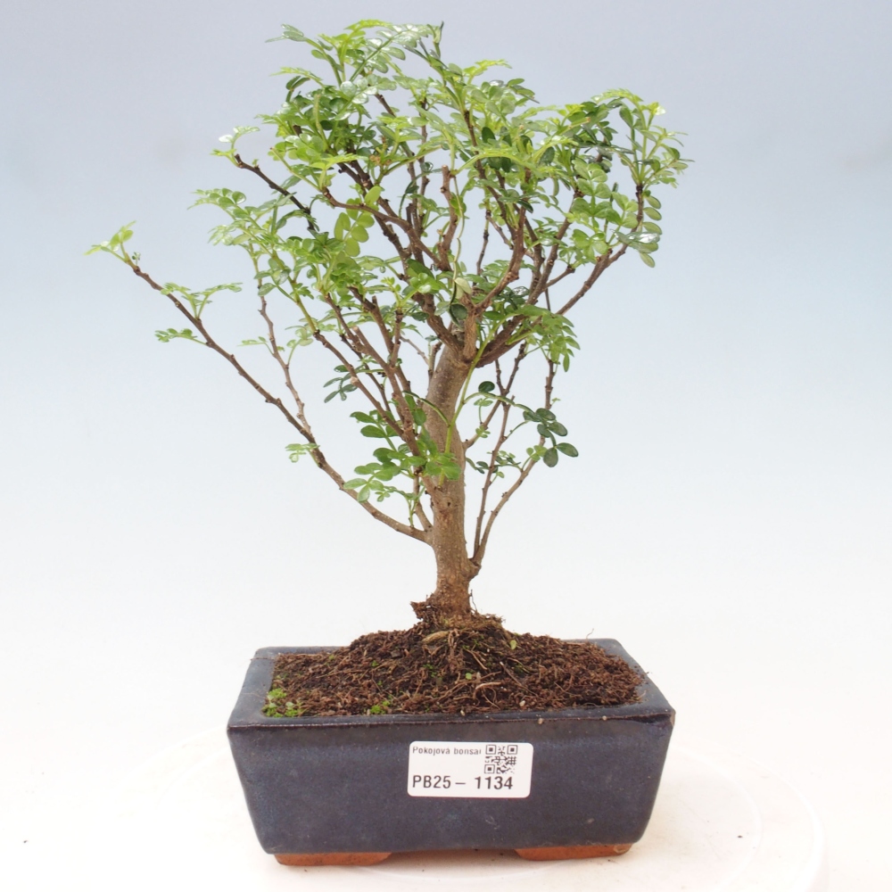 Indoor bonsai - Zantoxylum piperitum - Peppermint